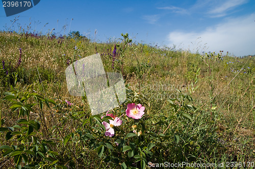 Image of nature view with flower