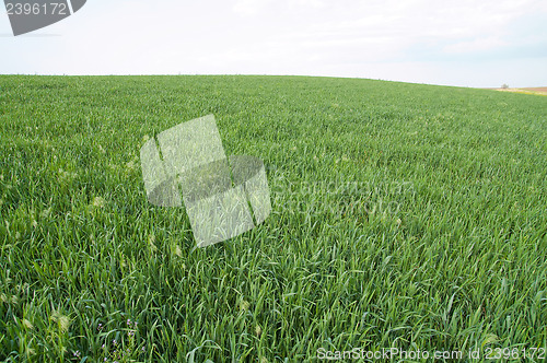 Image of green field goes to horizon