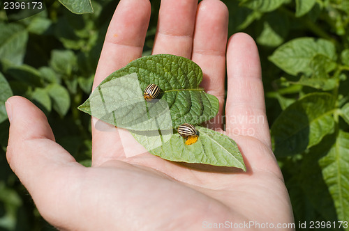 Image of Colorado potato beetle