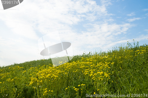 Image of yellow flowers field in summer