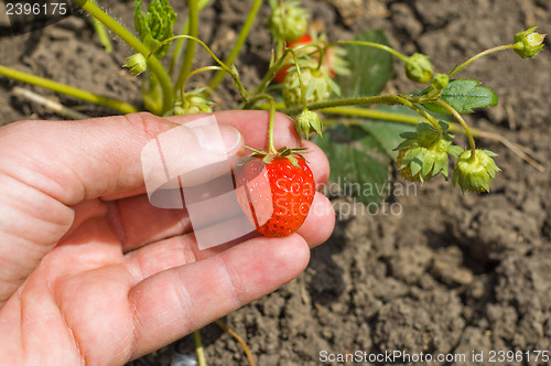 Image of red strawberry