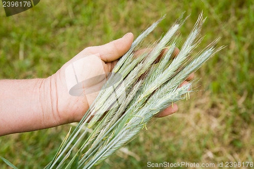 Image of hand with green ears of rye