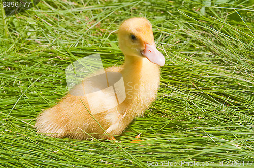 Image of little duck on a green grass