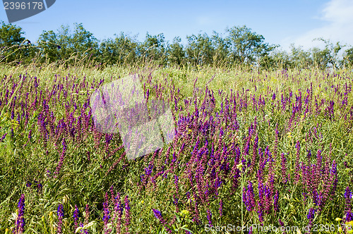 Image of nature meadow with flowers view