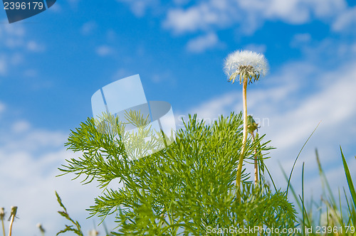 Image of Dandelion