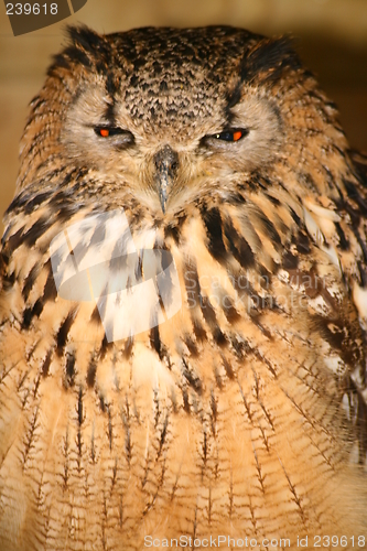 Image of Eagle Owl