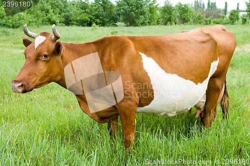 Image of a red steppe cow stands on the field