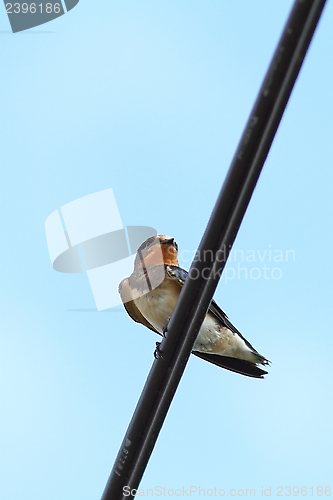 Image of barn swallow standing on an electric cable