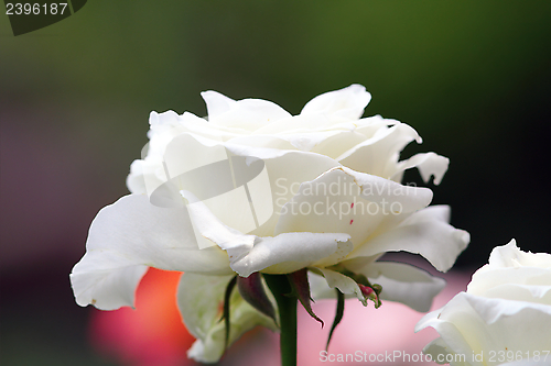 Image of beautiful white rose in bloom