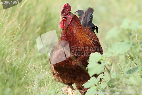 Image of big brown rooster