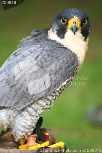 Image of Peregrine Falcon