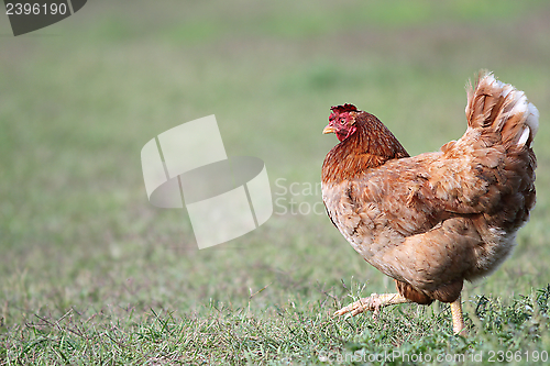 Image of colorful hen walking in the farmyard