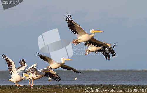 Image of group of pelicans taking flight