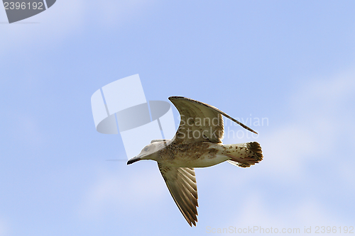 Image of juvenile larus argentatus