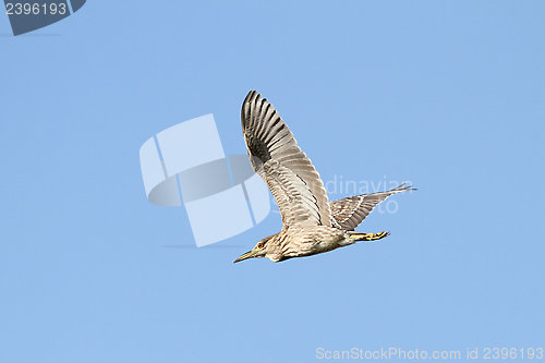 Image of juvenile nycticorax nycticorax