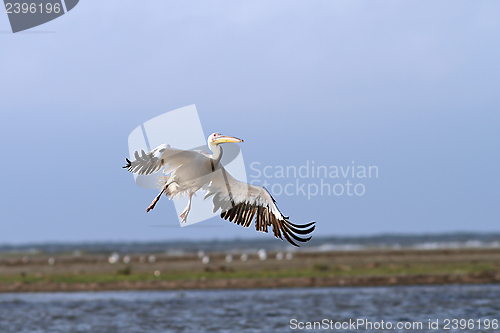 Image of pelecanus onocrotalus in flight