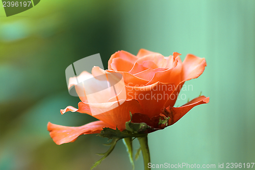 Image of red rose detail over green background