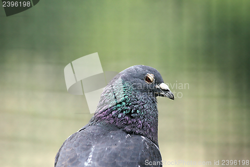 Image of shy pigeon portrait