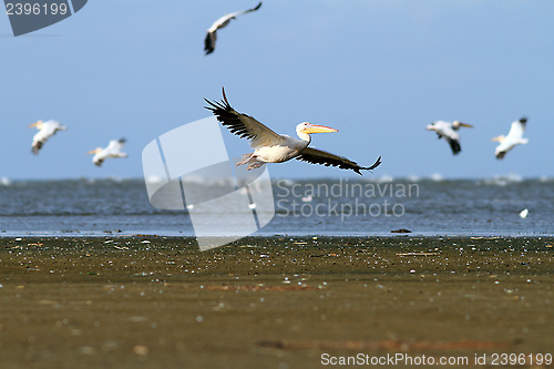 Image of white pelicans flying over the sea