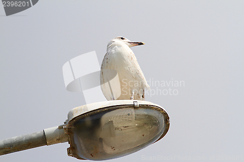 Image of larus argentatus on an electric pile