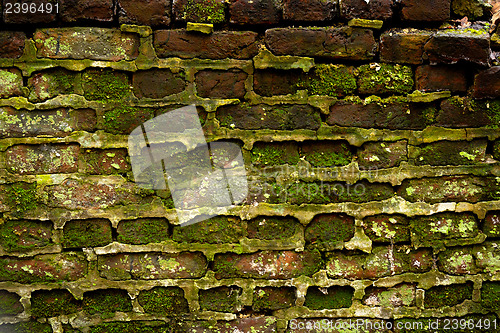 Image of Brick wall with moss