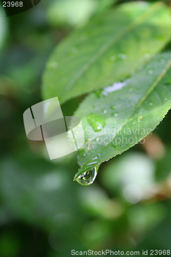 Image of Raindrop