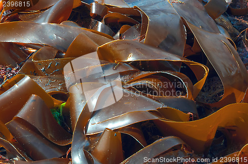 Image of Giant Seaweed Kimmeridge Dorset