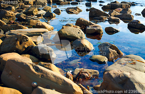 Image of Seashore Barnacles