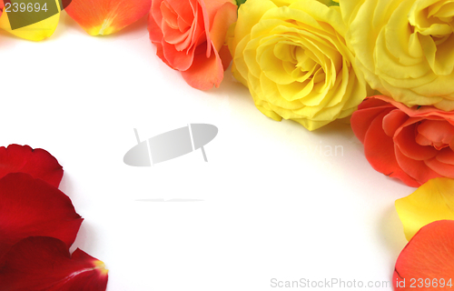 Image of Roses forming a frame
