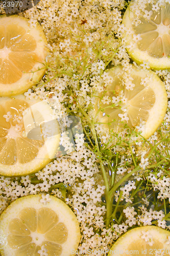 Image of Elderflower and lemon