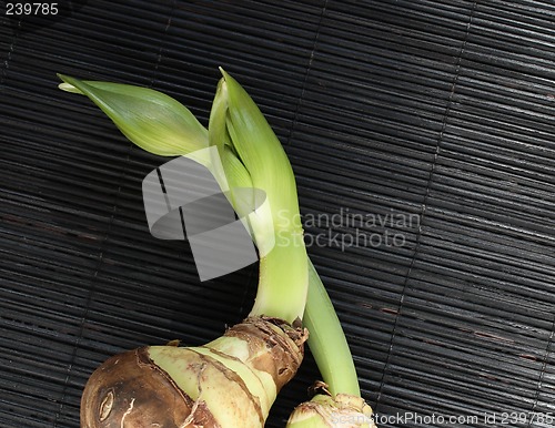 Image of two sprouting amaryllis bulbs