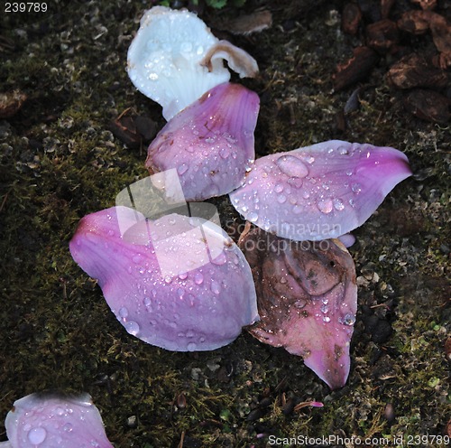 Image of saucer magnolia petals on moss