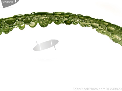 Image of Leaf