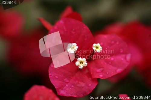 Image of Bougainvillea macro