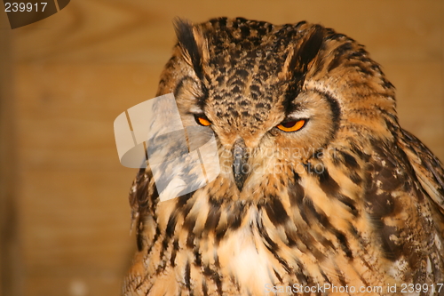 Image of Bengal Bengle Eagle Owl