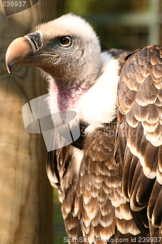 Image of Griffon Vulture