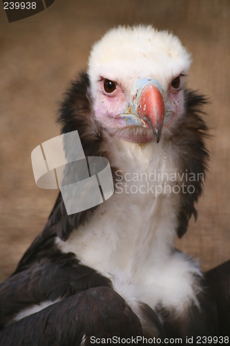 Image of Griffon Vulture