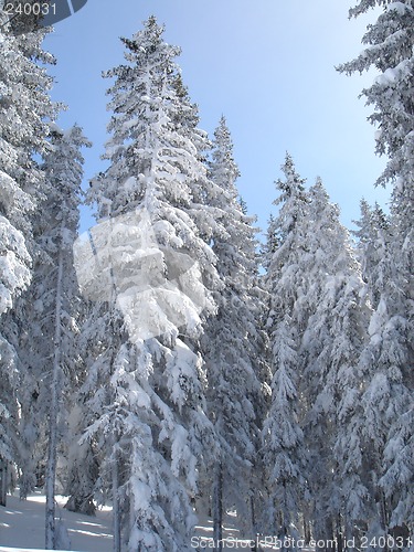 Image of Trees on snowcovered landscape