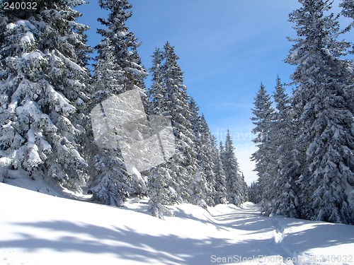 Image of Trees on snowcovered landscape