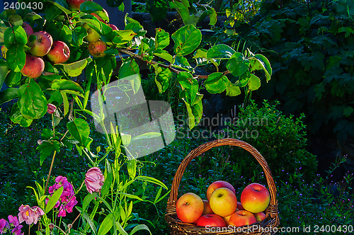 Image of Apples in a garden