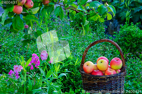 Image of Apples in a garden