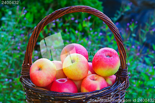 Image of Apples in a basket