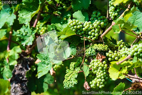 Image of Grapes in a wine yard