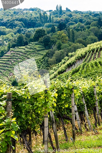 Image of Vineyards in Stuttgart