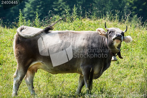 Image of Dark Cow