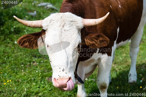 Image of Brown Cow´s Head