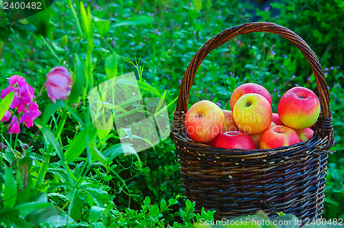 Image of Apples in a basket