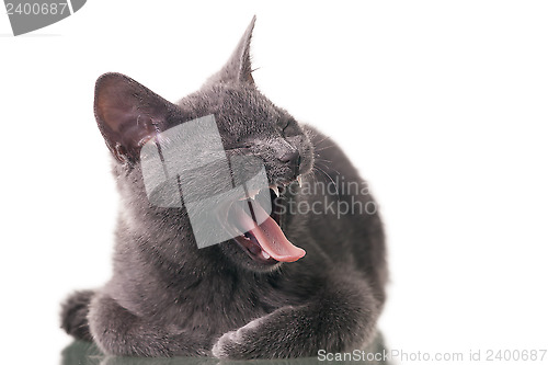 Image of Chatreaux Kitten Yawning