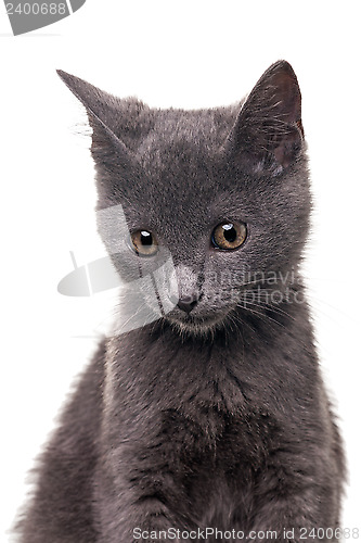 Image of Chatreaux Kitten