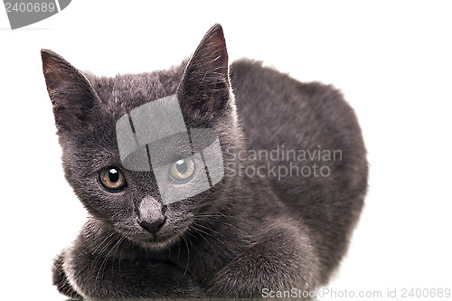 Image of Chatreaux Kitten